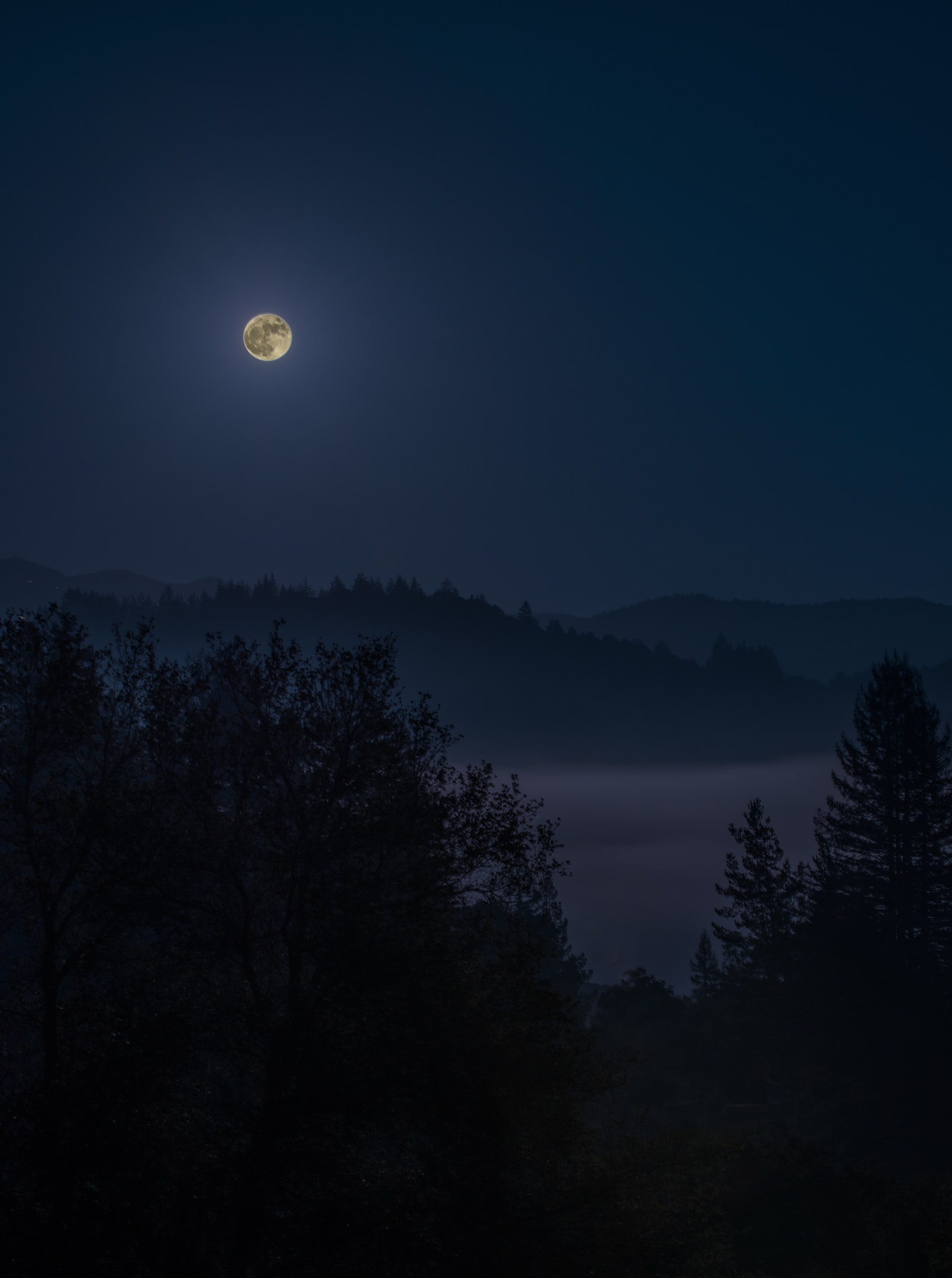 Вечер 4 3 24. Природа ночью. Ночь лес Луна. Луна в тумане. Ночной лес.
